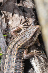 Close-up of a lizard in a vegetable garden in early spring.