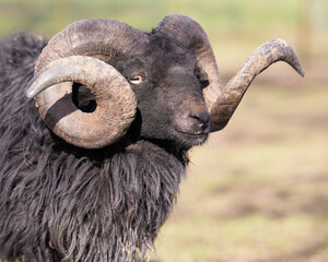 Portrait of male brown ouessant sheep