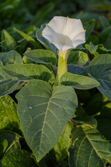 PLANTA SILVESTRE DE ESTRAMONIO (Datura Stramonium)