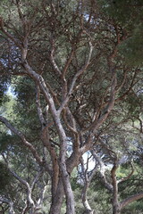 Arbres dans la forêt