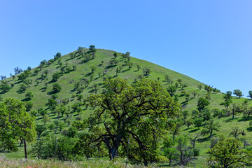 Hill top covered with green trees under a blue sky