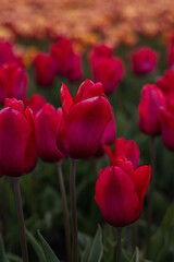 Spring beautiful red tulips field. Field of tulips in Belarus, Brest region.