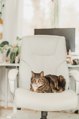 Cat on Office Chair