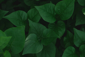 Green leaves widescreen vertical background.