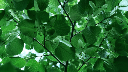 Green leaves widescreen vertical background.