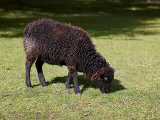 Black ouessant sheep grazes on meadow