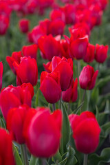 Obraz premium Spring beautiful red tulips field. Field of tulips in Belarus, Brest region.