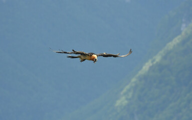 quebrantahuesos en vuelo en el pirineo aragonés
