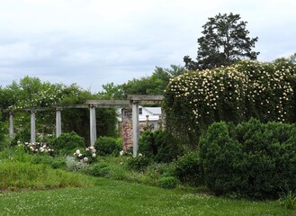 Garden with Roses, Peonies and Series of Trellises