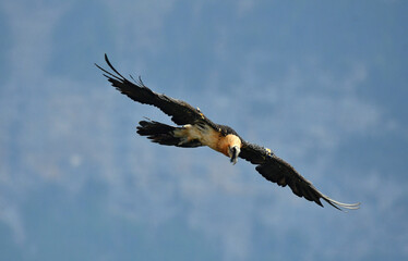 quebrantahuesos en vuelo en el pirineo aragonés