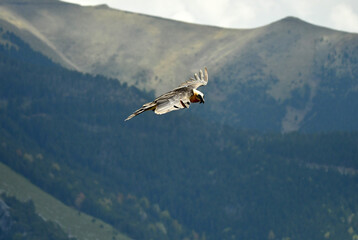 quebrantahuesos en vuelo en el pirineo aragonés