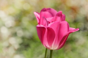 Two pink tulips on a blurry green background.