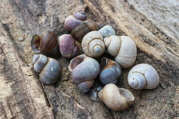 Small spiral shells lying on an old rotten stump.