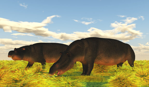 Moeritherium eating Grass - Moeritherium is an extinct mammal related to the elephant and the sea cow. This herbivore lived in Egypt during the Eocene Period.