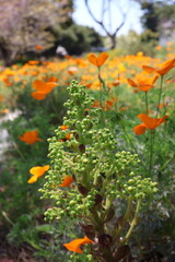 Golden Poppies in Full Bloom