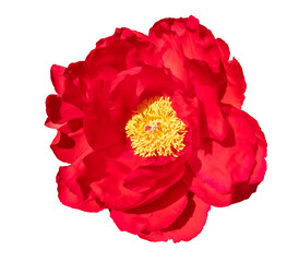 Beautiful red and yellow peony blossom flower, close up, isolated image on transparent background, spring, summer © JaRu Creative Studio