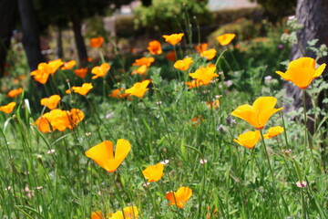 Golden Poppies in Full Bloom