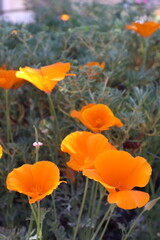 Obraz premium Golden Poppies in Full Bloom