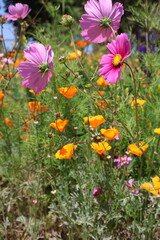 Golden Poppies in Full Bloom