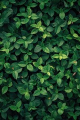 Close up of green leaves with lush green background