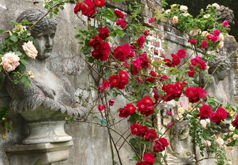 Red Roses and Classical Bust Sculptures on Garden Wall