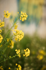 yellow flowers of green grass
