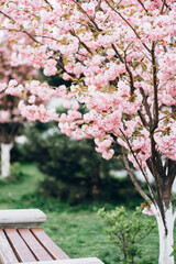 pink sakura flowers in spring on a tree