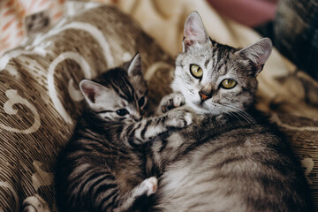 mother cat and little kitten are playing together