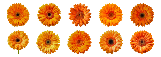 Set of Orange gerbera daisy collection with vibrant petals isolated transparent PNG background