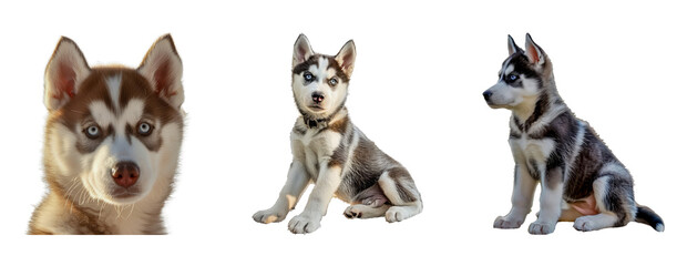 Set of Close-up portraits of three husky puppies showing various expressions and poses isolated transparent PNG background