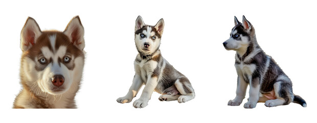 Naklejka premium Set of Close-up portraits of three husky puppies showing various expressions and poses isolated transparent PNG background