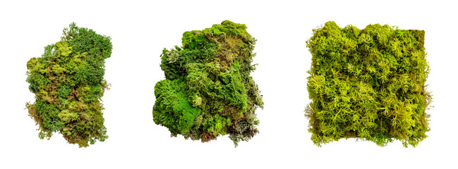 Set of Diverse types of moss showcasing unique textures and colors isolated transparent PNG background