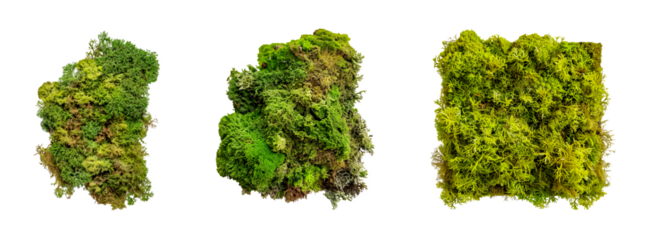 Set of Diverse types of moss showcasing unique textures and colors isolated transparent PNG background