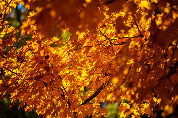autumn leaves background