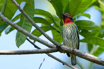 Coopersmith barbet on a tree branch