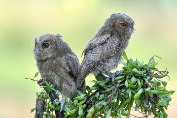 Eurasian scoop owls on a tree branch