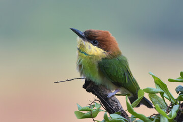The chestnut-headed bee-eater on a tree branch