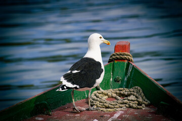 black headed gull