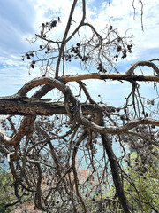 Uggly dried tree on the sea coast on the summer day. Close-up. Spain.