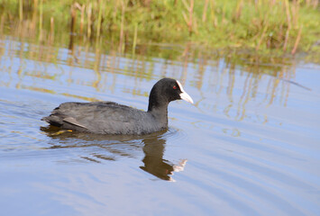 Coot bird, Fulica atra