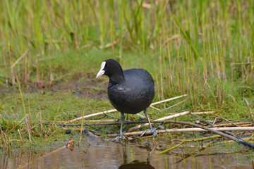 Coot bird, Fulica atra