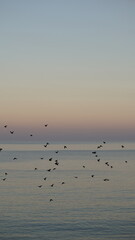 A flock of birds flying against the background of the evening sky