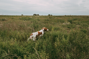 Breton of white-red color during hunting in the field, on the move