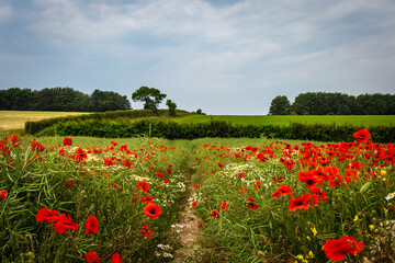 A wildflower meadow in rural Hampshire, with poppies and chamomile flowers blooming on a summer's...