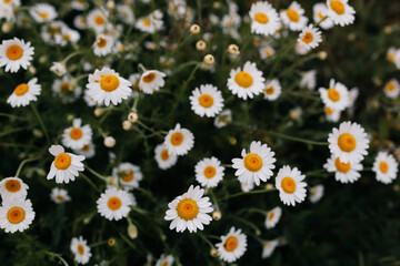 Fototapeta premium Daisies flowers on the field close-up 