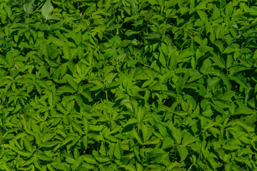 Green vegetation full screen