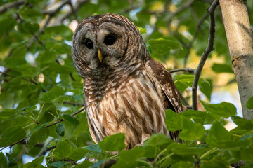 Barred Owl in a tree surrounded by green leaves