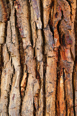 Tree Bark