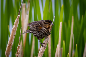 A female red-winged black bird standing on a bulrush with green in the background
