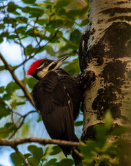 A pileated woodpecker on a tree trunk with green leaves and blue sky in the background.